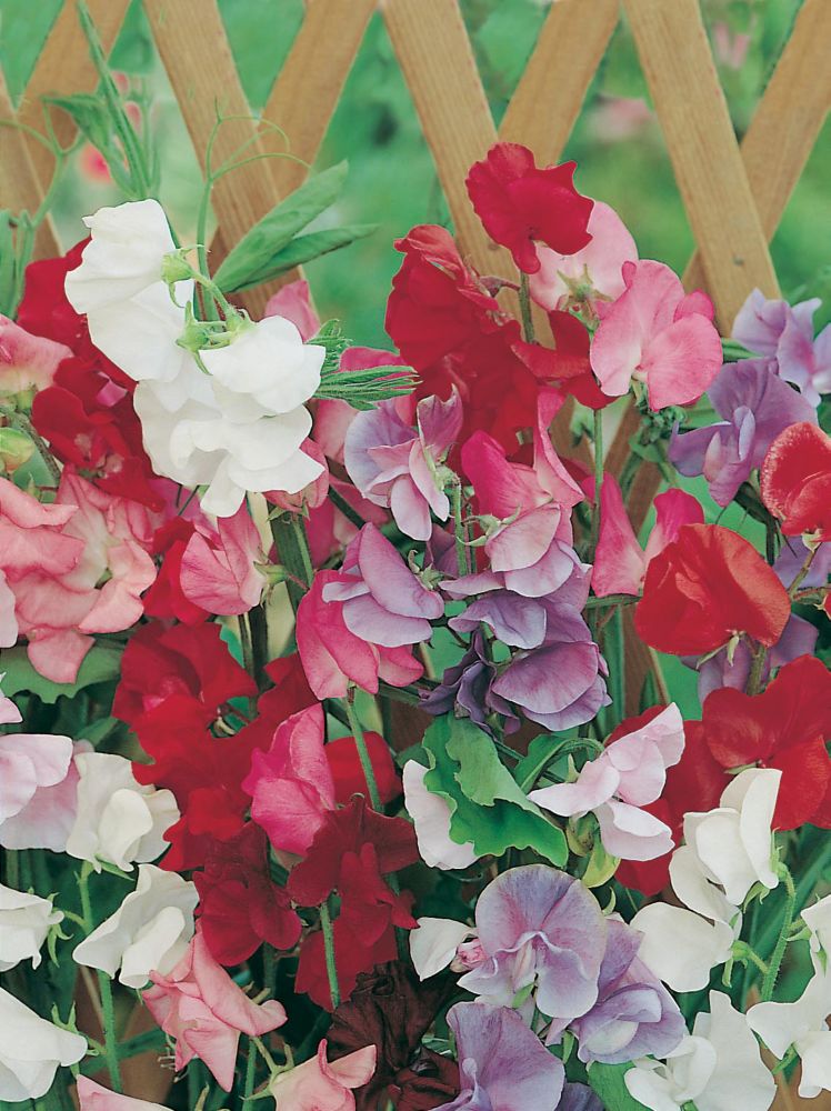 Mr. Fothergill's Seeds Sweet Pea Jet Set The Home Depot Canada