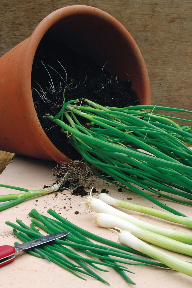 Mr. Fothergill's Seeds Onion Spring Sentry Seeds The Home Depot Canada