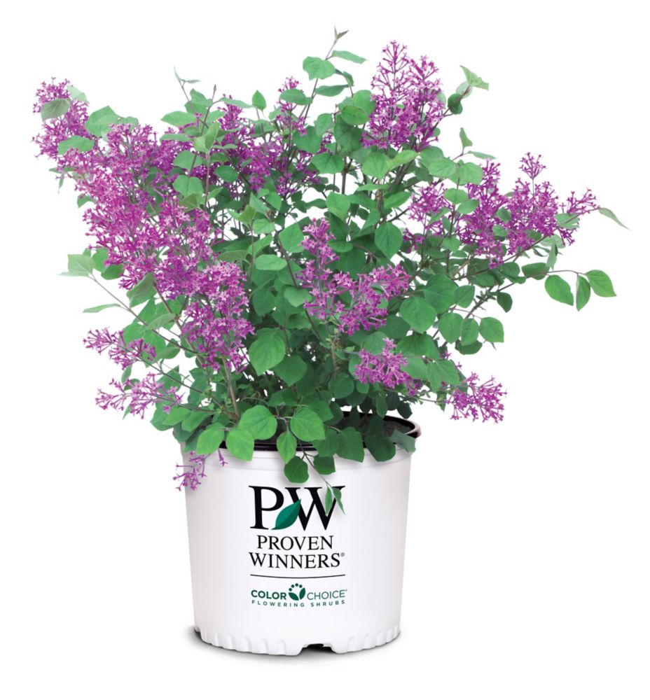 Proven Winners Dark Purple Lilac Bloomerang Plant The Home Depot Canada