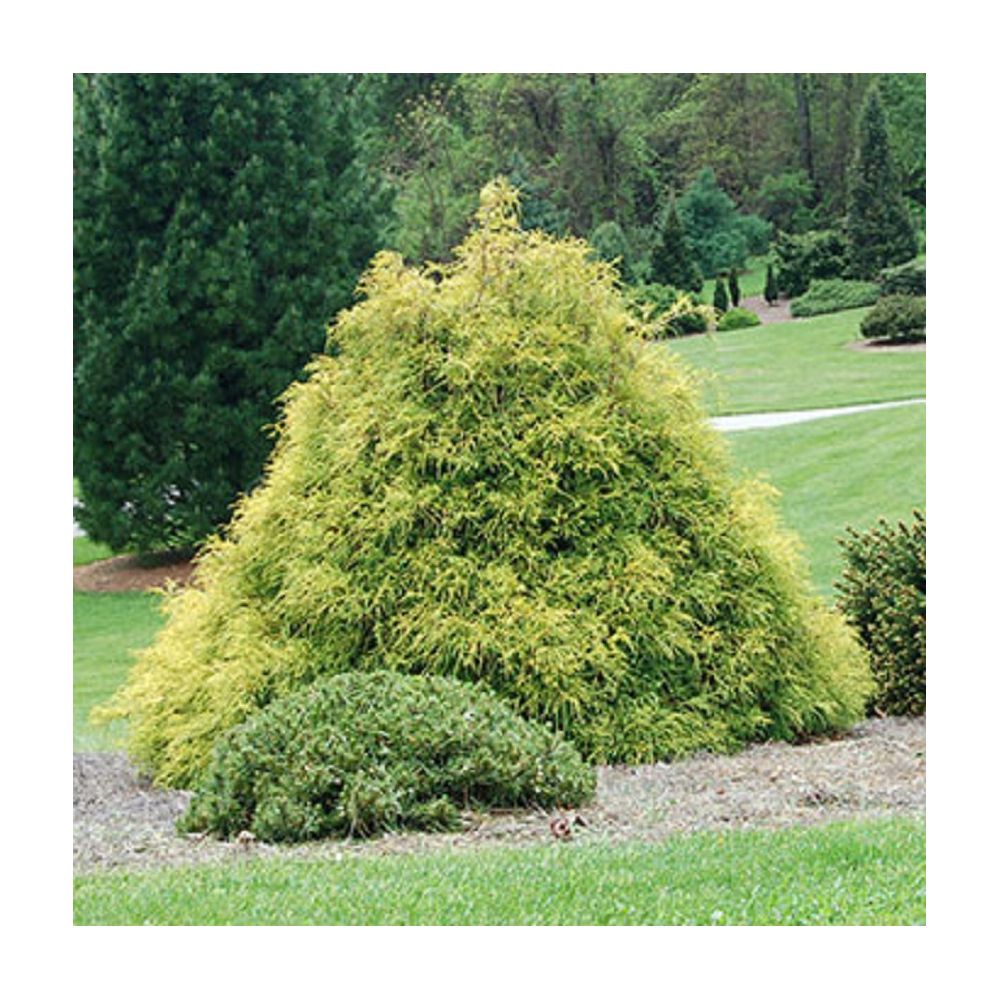 Vigoro Gold Charm Cypress | The Home Depot Canada