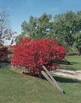 burning bush assorted 11l gal basics landscape plant depot bark dwarf ridged corky shrub berries vase shaped bright dark name