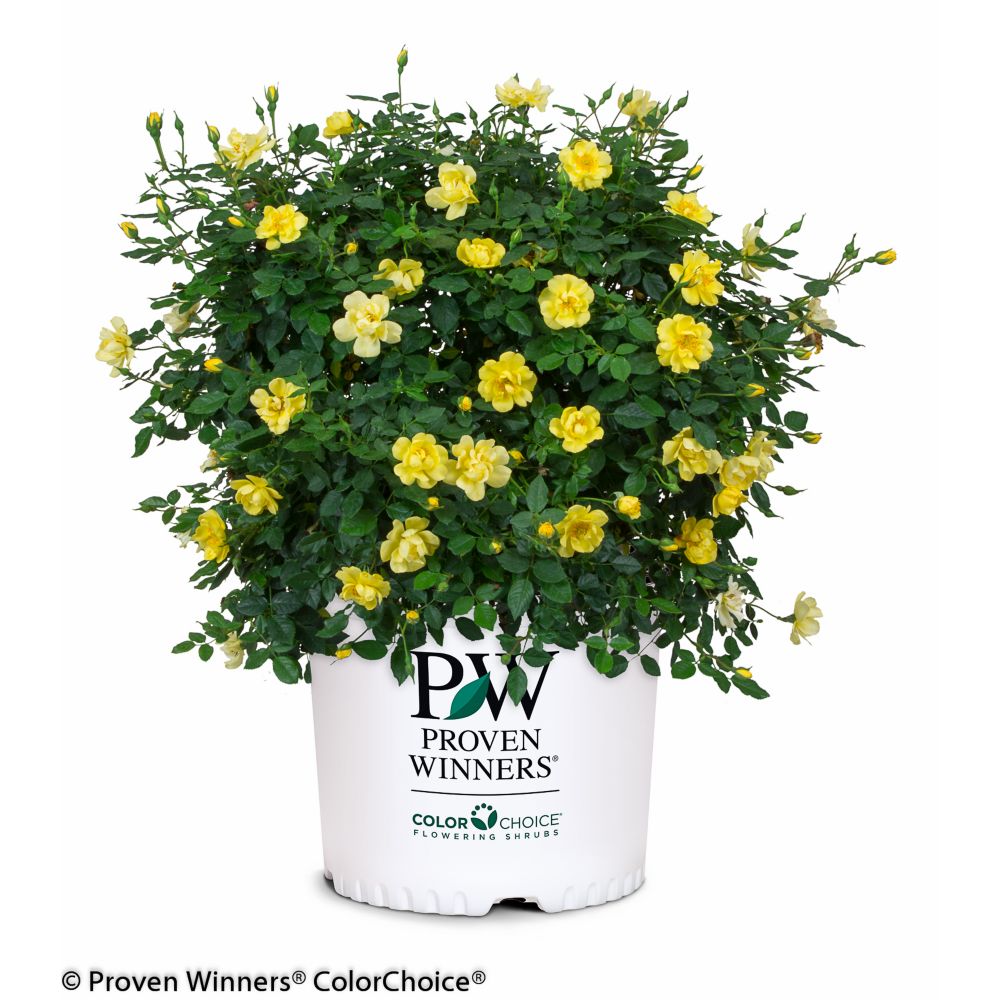 Proven Winners PW Rosa Oso Easy Lemon Zest | The Home Depot Canada