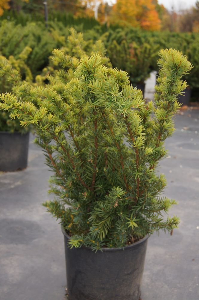 Trees The Home Depot Canada