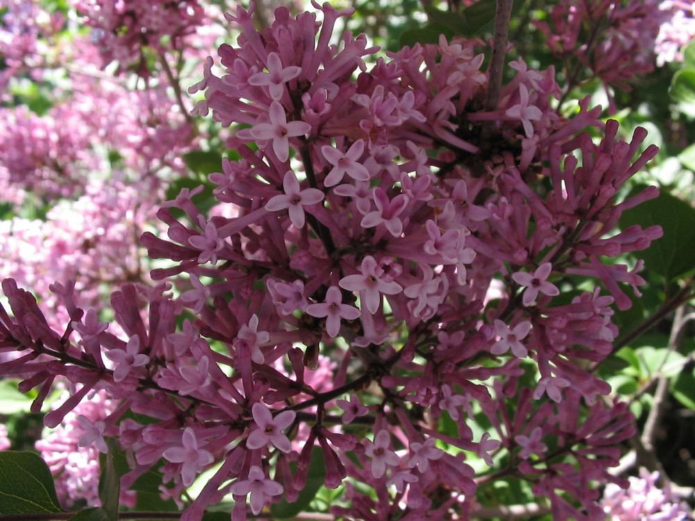 Landscape Basics 12inch Palibin Lilac Standard Tree The Home Depot