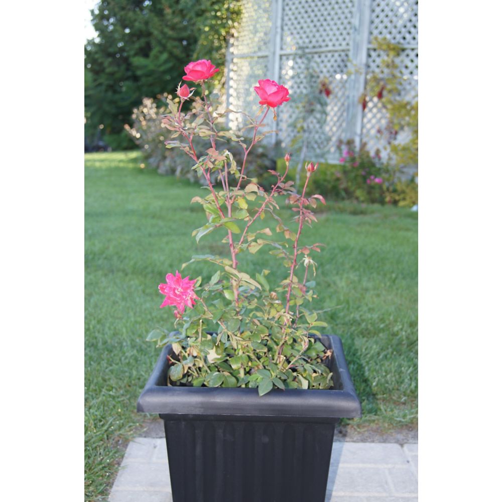 Rosa 12inch Vigoro Climbing Roses Vine The Home Depot Canada