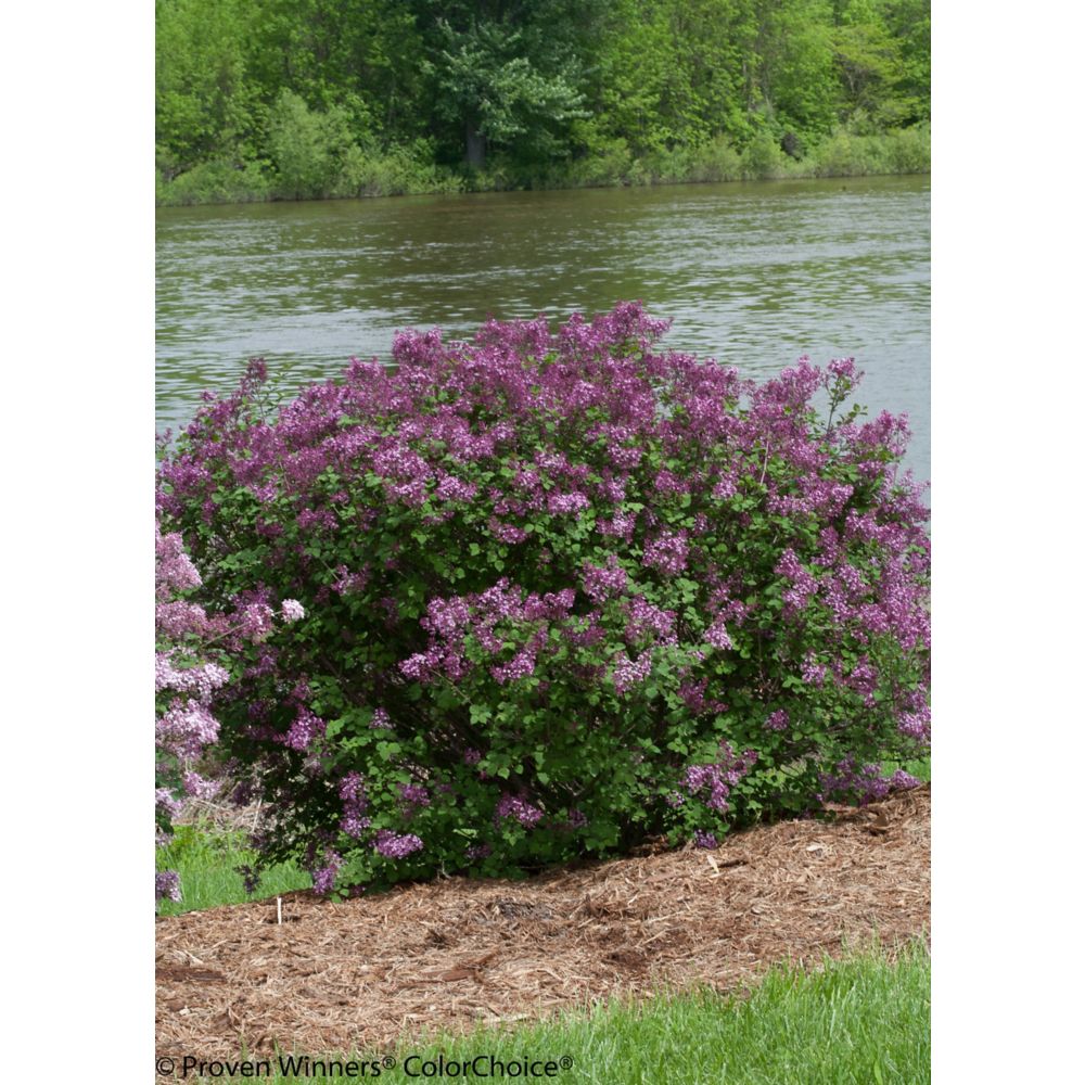 Proven Winners 8-inch Lilac Shrub | The Home Depot Canada