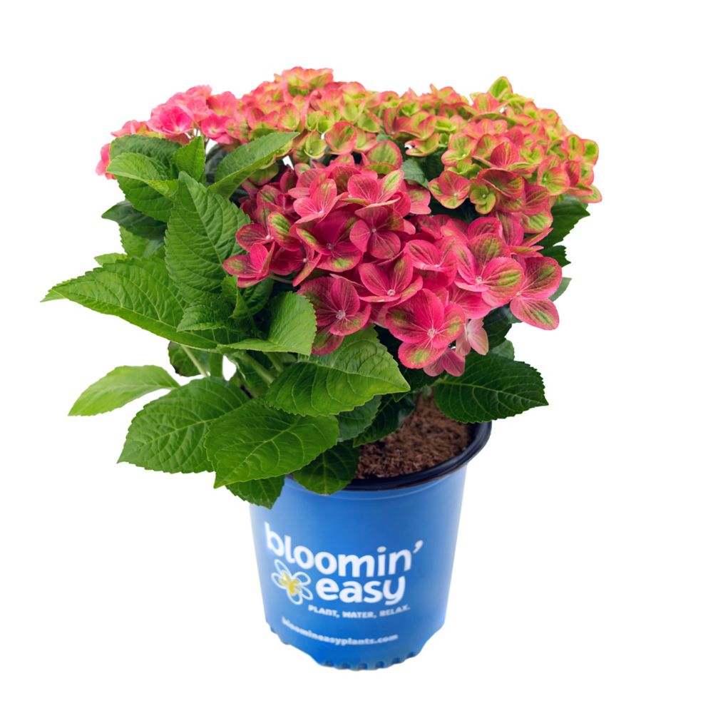 Bloomin' Easy 2 Gallon Tilt-A-Swirl Hydrangea macrophylla | The Home ...