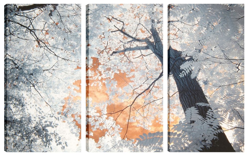 Art Maison Canada 24X12 Landscape Photography Trees Canvas Wall Art