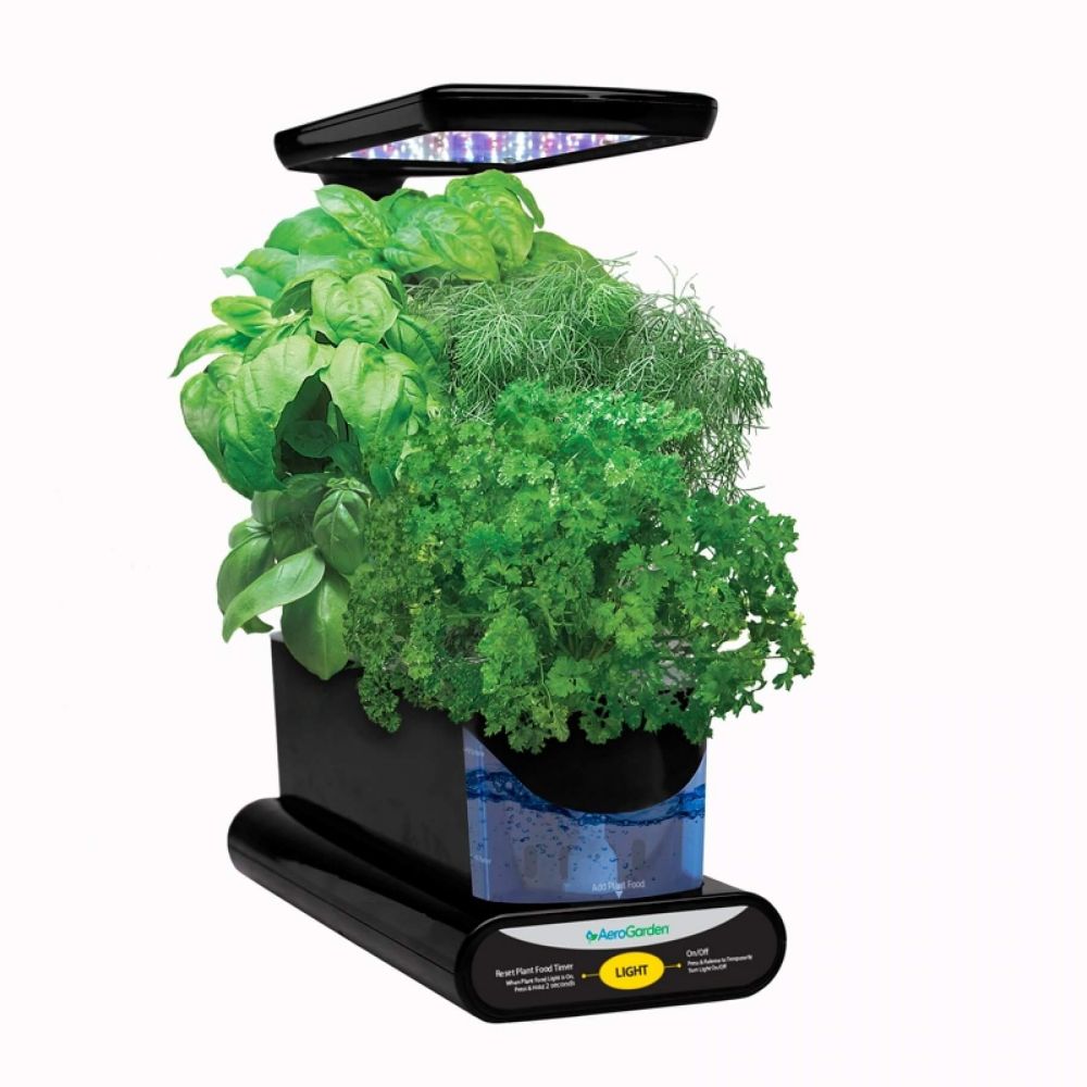 aerogarden sprout aerogarden sprout