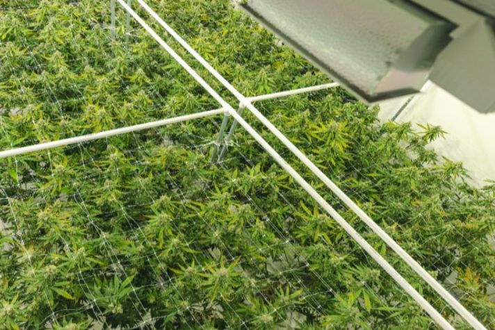 Top Gas Safety Concerns and Solutions for Cannabis Manufacturers