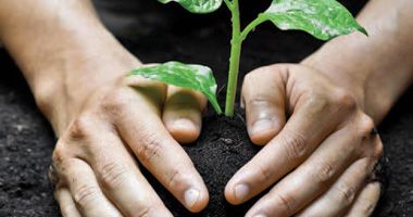 Sustainability Tree planting