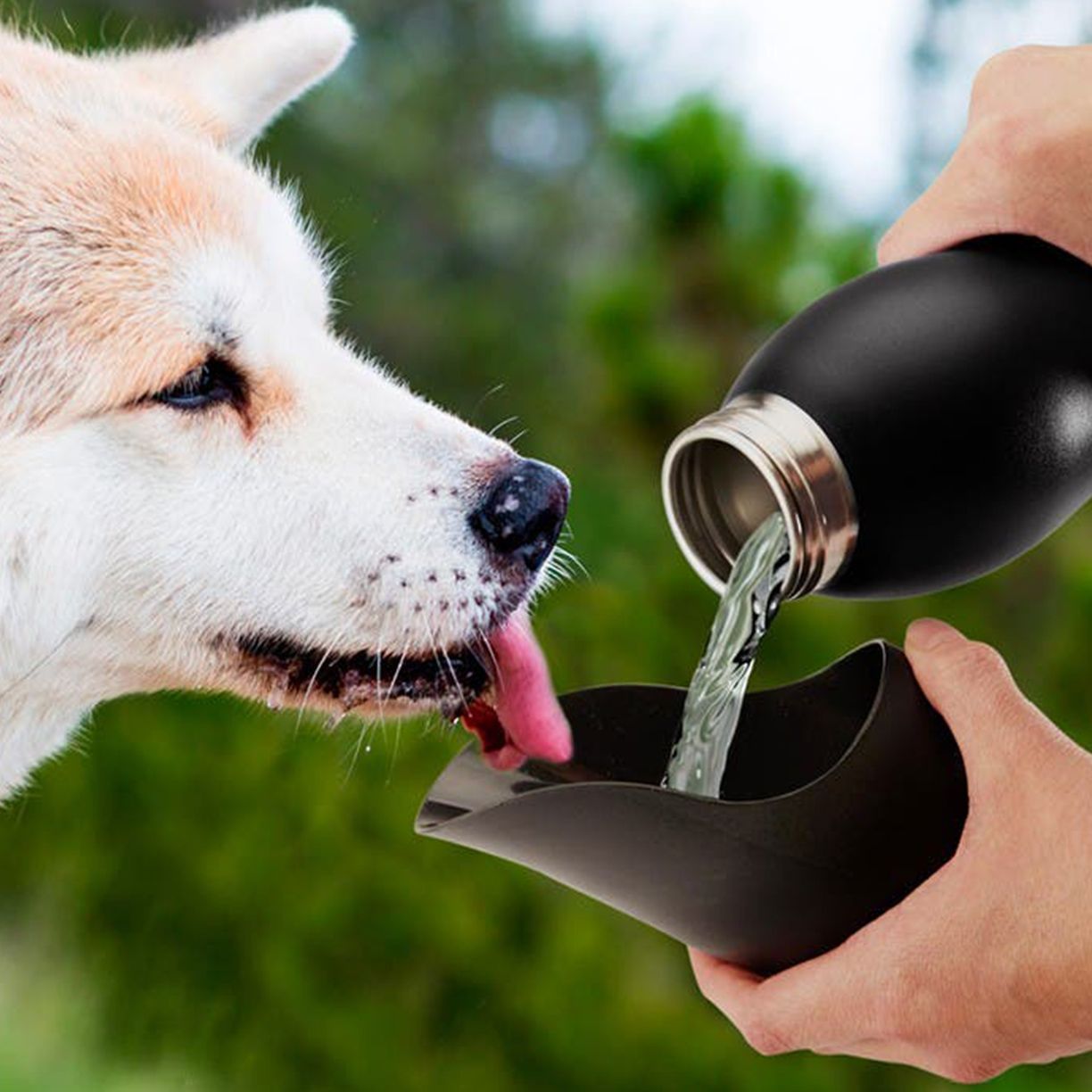 Pet Accessories ft Dog Water Bottles & More