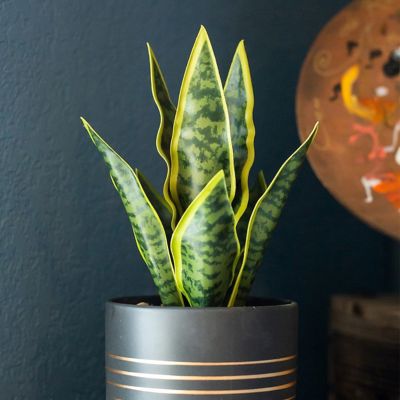 Faux Plants to Brighten Any Home