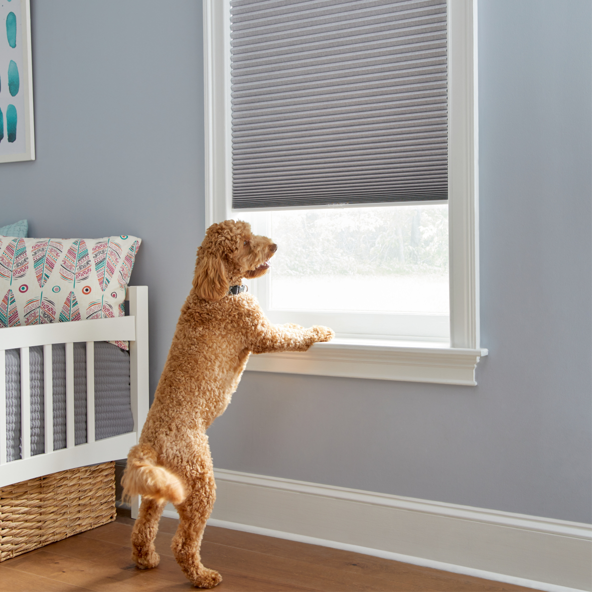 ELEMENTS® Cordless Cellular Shades | Pet Friendly 