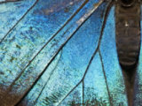 Iridescent butterfly wings