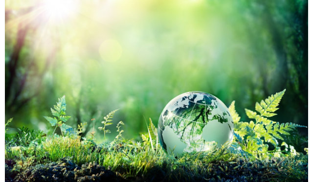 A forest floor with a globe sitting next to plants