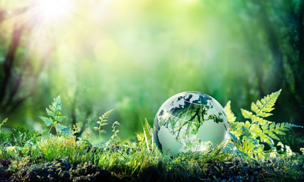 A forest floor with a globe sitting next to plants