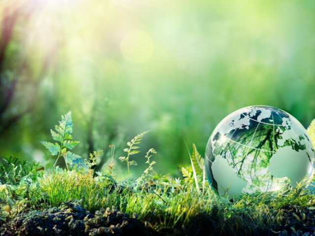 A forest floor with a globe sitting next to plants