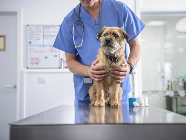 veterinary-clinic-exam-room