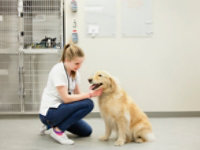 dog-grooming-bath-floor