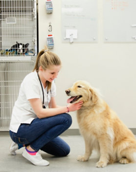 A vet tech with a good dog.