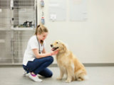 Resinous floor in vet clinic