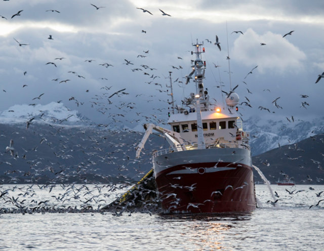 tugboat with birds