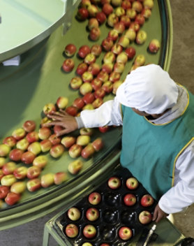 An employee sorting apples