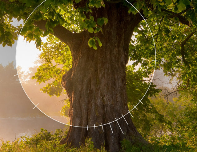 Photo of a large tree in front of a pastoral lake setting featuring an aperture dial focused on the trunk/bark patterns