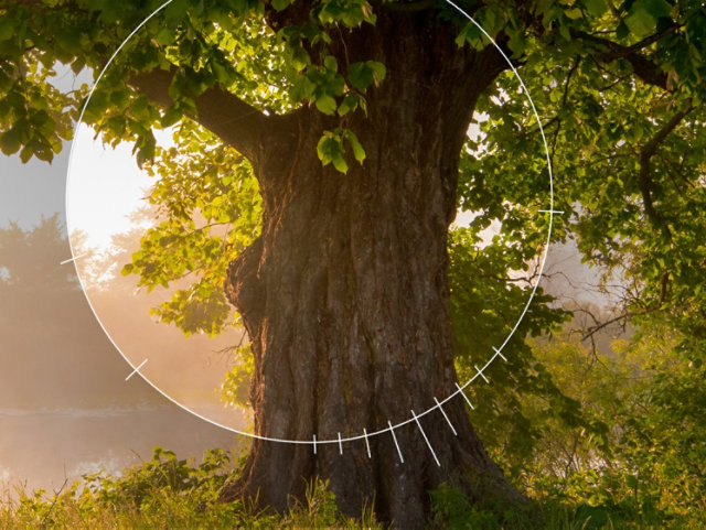 Photo of a large tree in front of a pastoral lake setting featuring an aperture dial focused on the trunk/bark patterns