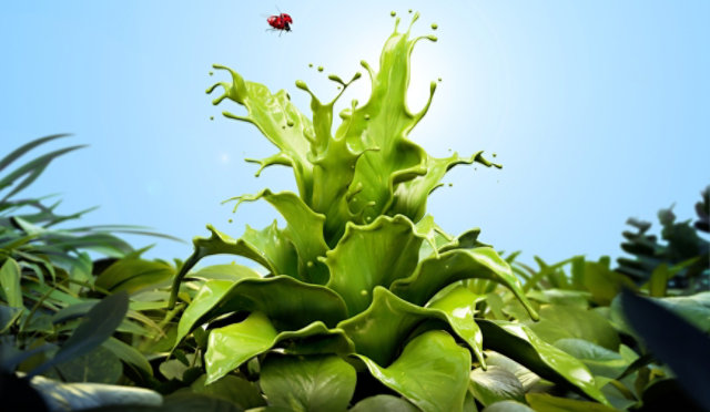 Plant-Based Wood Coatings