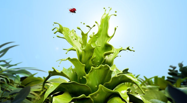 Plant-Based Wood Coatings
