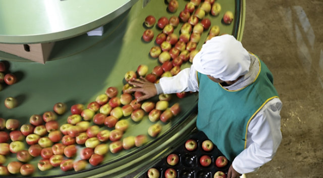 factory worker at apple processing plant