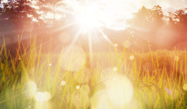 The sun sets on a green field with trees in the background