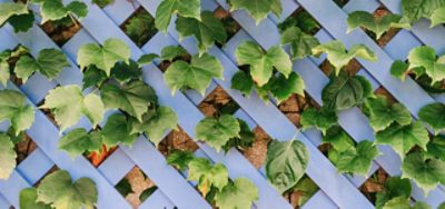 How to Paint a Trellis | Sherwin-Williams