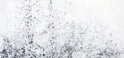 Zoomed-in image of a wall affected by mildew, highlighting discoloration and patchy black spots on a light background.
