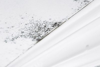 Close-up of a wall with visible mildew growth, showing dark, patchy spots and discoloration.
