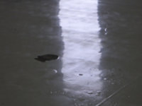 moisture bubble or blister on a resinous floor