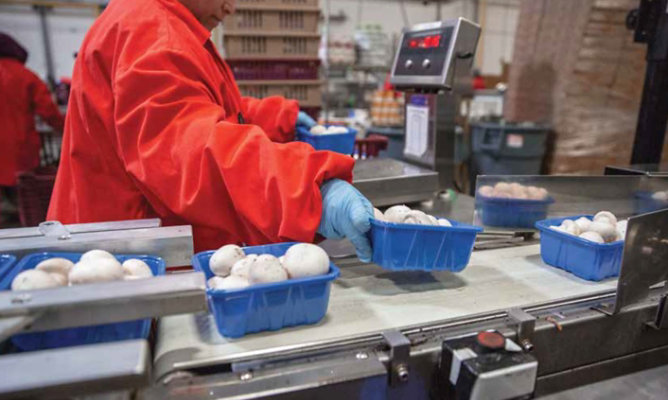 person packing mushrooms in food processing facility