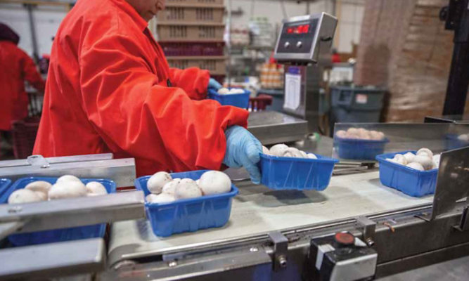 person packing mushrooms in food processing facility