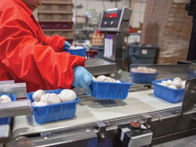person packing mushrooms in food processing facility