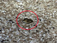 Outgas bubble in epoxy floor
