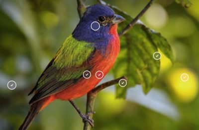 Un pájaro colorido con marcas que muestran la función de combinación de colores de Colorsnap.