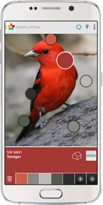 A smartphone using ColorSnap Match to pull the red color from a scarlet tanager, which is a type of bird.