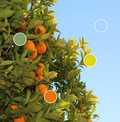 Orange tree with color samples being matched to the leaves, oranges and sky