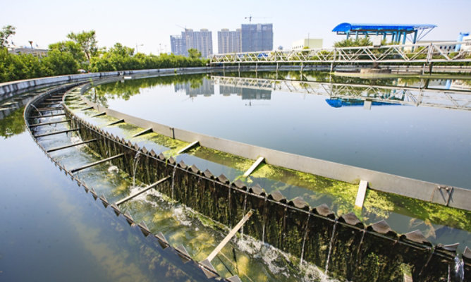 algae in a water treatment facility