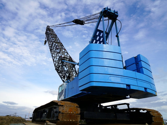Blue crane 