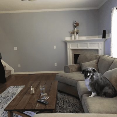 A living room with a large couch and dog on it with walls painted in lazy gray sw 6254 by @allieebeth.