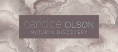 York wallcoverings wallpaper collection, Candice Olson Natural Discovery.