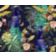 PEACOCK SOCIETY WARP PRINT thumbnail